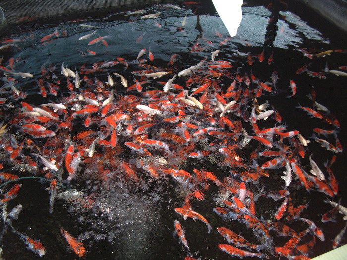 Holvoet Les ko� des bacs  18 