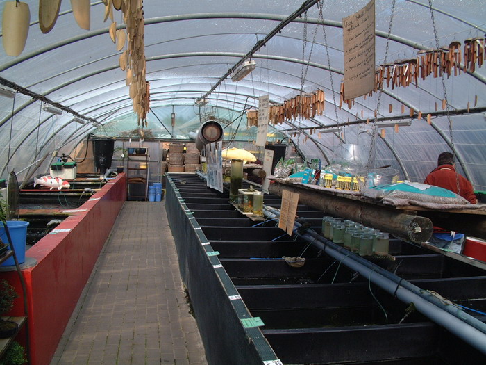 Holvoet Les ko� de la grande serre  1 