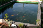 Le Ko� le sp�cialiste en ko� et bassin de jardin de Luttre suite  4 
