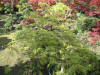 Paradise of Japanese Ko� les plantes  3 