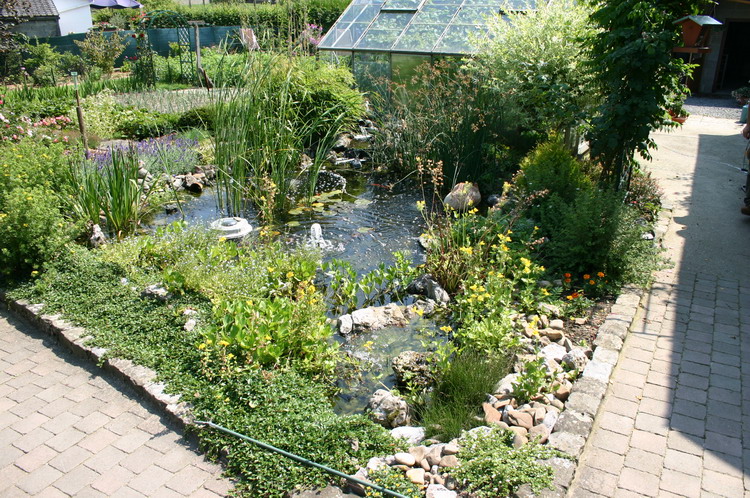 Fisette 5 - Un micro bassin exub�rant   2 