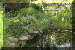 Le bassin de jardin de Sev 3  13 