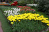 Keukenhof un festival de tulipe page 11  49 