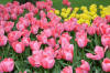 Keukenhof un festival de tulipe page 2  44 