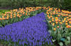 Keukenhof un festival de tulipe page 6  46 