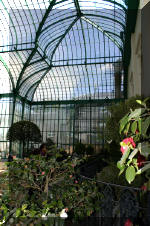 Les serres Royal de Belgique - Les Cam�lias  11 