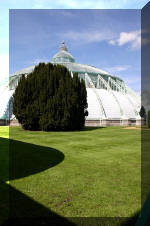 Les serres Royal de Belgique - Les Cam�lias  17 