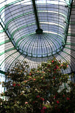 Les serres Royal de Belgique - Les Cam�lias  12 