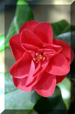 Les serres Royal de Belgique - Les Cam�lias  2 