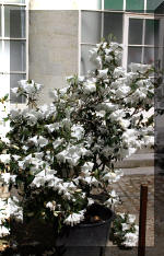 Les serres Royal de Belgique - Vues ext�rieur  28 