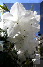 Les serres Royal de Belgique - Vues ext�rieur  8 