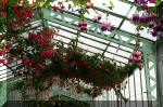 Les serres Royal de Belgique - Les Fuchsias  37 