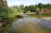 Bassin de jardin naturel � Lasne - Vue g�n�rale  8 