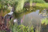 Bassin de jardin naturel � Lasne - Vue g�n�rale  19 