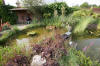 Bassin de jardin naturel � Lasne - Vue g�n�rale  28 