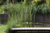Bassin de jardin naturel � Lasne - d�tails 1  41 