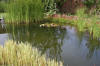 Bassin de jardin naturel � Lasne - d�tails 1  37 