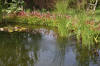 Bassin de jardin naturel � Lasne - d�tails 1  33 
