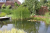 Bassin de jardin naturel � Lasne - d�tails 1  32 