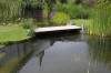 Bassin de jardin naturel � Lasne - d�tails 1  31 