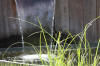 Bassin de jardin naturel � Lasne - d�tails 1  29 