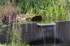 Bassin de jardin naturel � Lasne - d�tails 1  27 