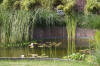 Bassin de jardin naturel � Lasne - d�tails 1  12 