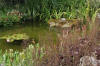 Bassin de jardin naturel � Lasne - d�tails 1  21 