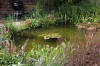 Bassin de jardin naturel � Lasne - d�tails 1  19 