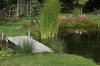 Bassin de jardin naturel � Lasne - d�tails 1  7 