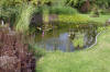 Bassin de jardin naturel � Lasne - d�tails 1  5 