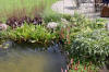 Bassin de jardin naturel � Lasne - d�tails 2  40 