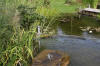 Bassin de jardin naturel � Lasne - d�tails 2  35 