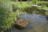 Bassin de jardin naturel � Lasne - d�tails 2  34 