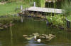 Bassin de jardin naturel � Lasne - d�tails 2  32 