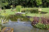 Bassin de jardin naturel � Lasne - d�tails 2  30 