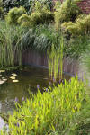 Bassin de jardin naturel � Lasne - d�tails 2  31 