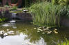 Bassin de jardin naturel � Lasne - d�tails 2  28 