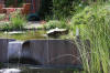 Bassin de jardin naturel � Lasne - d�tails 2  27 