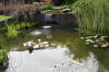 Bassin de jardin naturel � Lasne - d�tails 2  24 