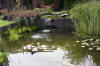Bassin de jardin naturel � Lasne - d�tails 2  21 