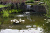 Bassin de jardin naturel � Lasne - d�tails 2  17 
