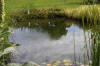 Bassin de jardin naturel � Lasne - d�tails 2  14 
