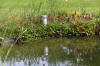 Bassin de jardin naturel � Lasne - d�tails 2  11 