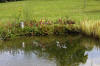 Bassin de jardin naturel � Lasne - d�tails 2  10 