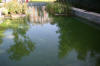 Piscine transform�e en piscine biologique en images  34 