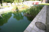 Piscine transform�e en piscine biologique en images  30 