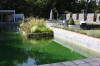 Piscine transform�e en piscine biologique en images  15 