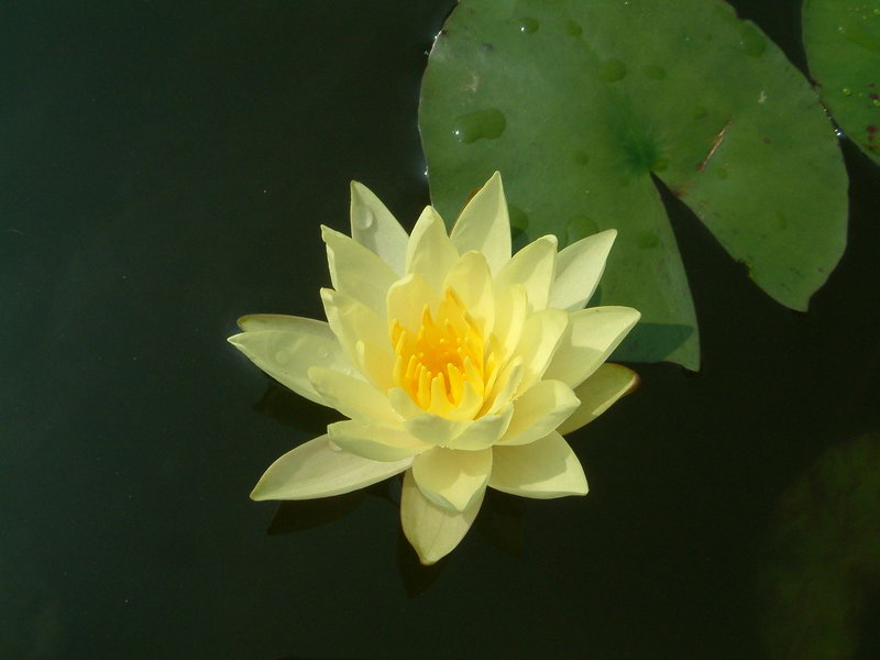 Nymphaea Marliacea Chromatella