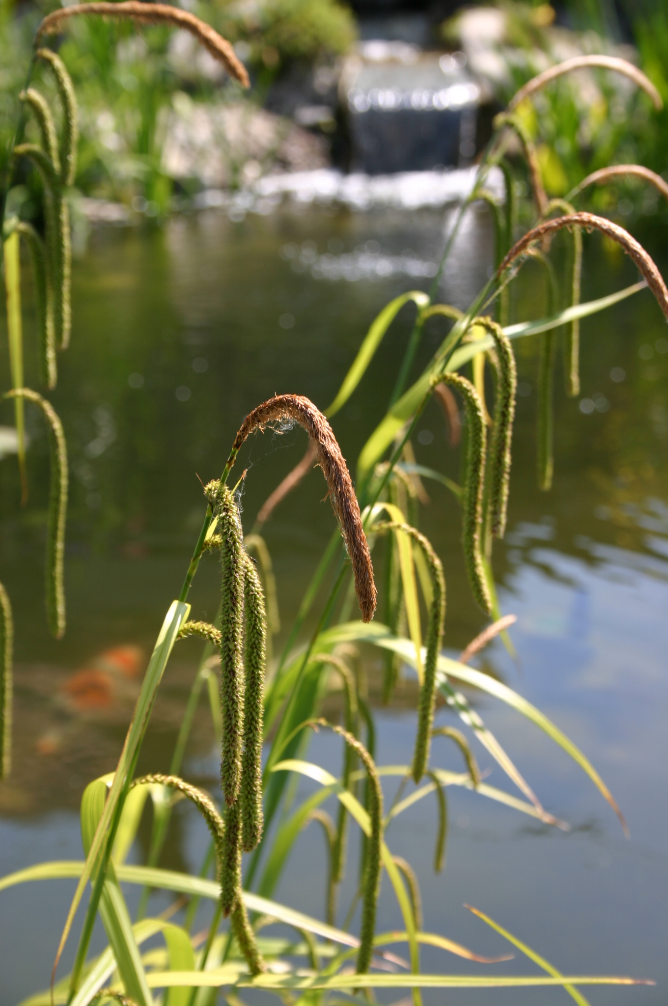 Carex pendula